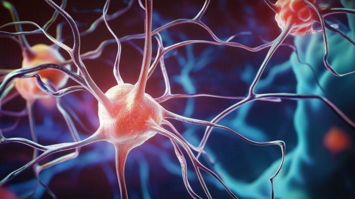 Neurons Brain Cell Nerves Illustration