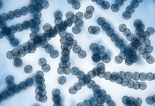 A detailed microscopic image showing Candida auris cells with a textured, spherical appearance in blue tones on a light background.