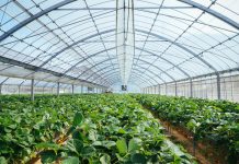 Greenhouse enclosed strawberry farm