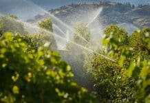 A vineyard gets irrigated at dusk in the Okanagan Valley, British Columbia, Canada.
