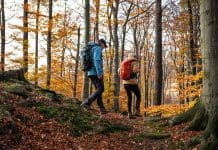 Hiking in autumn. Two hikers is walking in forest. Couple with backpacks trekking together in woodland