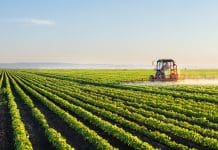 Tractor spraying soybean field at spring
