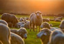 Flock of sheep at sunset
